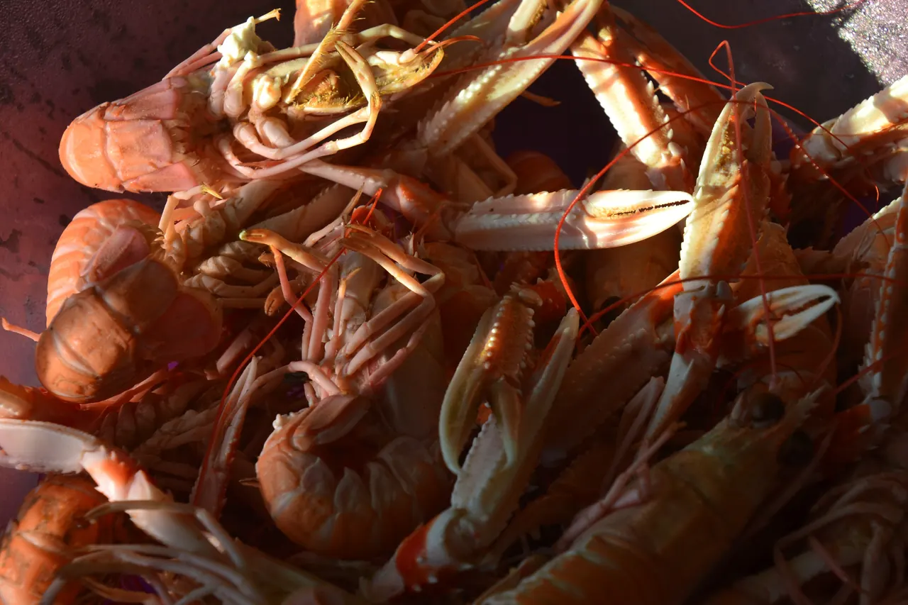 Cigalas cocidas amontonadas, con sus pinzas largas y el caparazón rosado